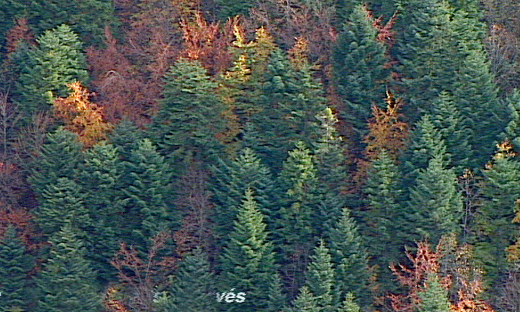 Recyclage de la matière dans la forêt - Bilan - 5 mn 18s